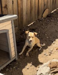 Lost Male Dog last seen Frederick and Cottonwood, by Moreno Valley Community Park, Moreno Valley, CA 92553