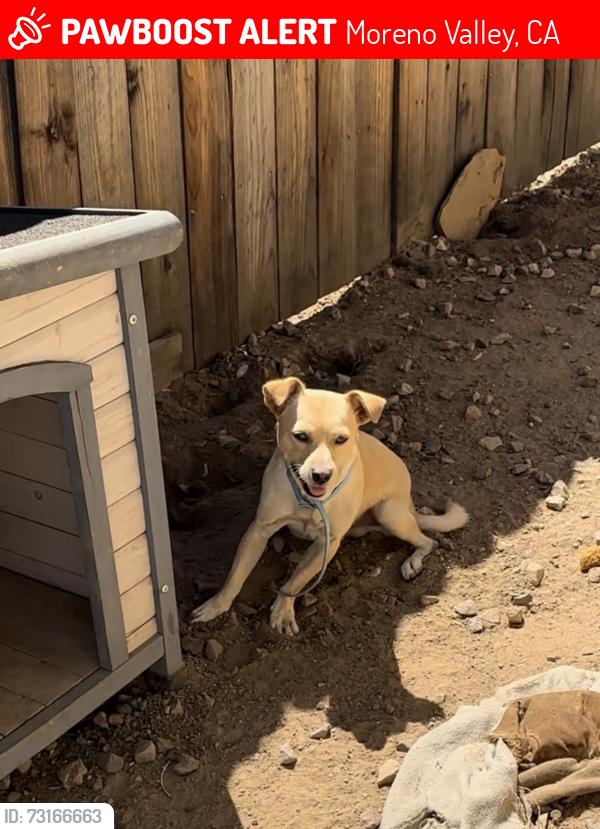 Lost Male Dog last seen Frederick and Cottonwood, by Moreno Valley Community Park, Moreno Valley, CA 92553