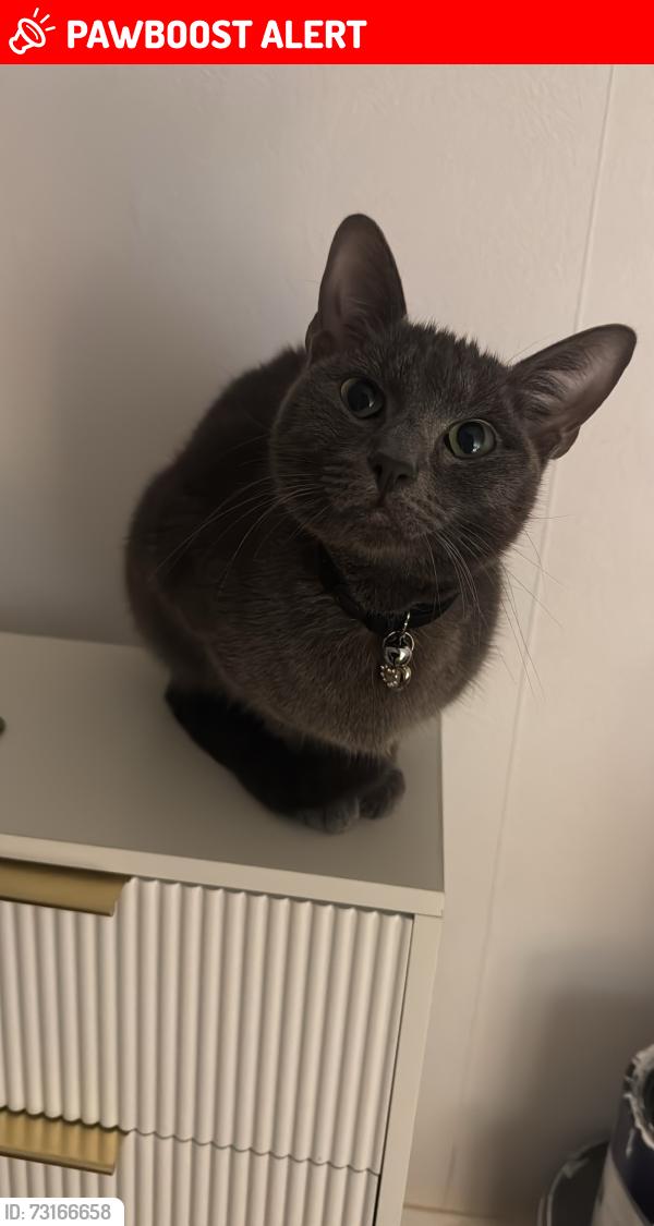 Lost Female Cat last seen Roundthorn/Maltby Road, Baguely, Wythenshawe, Wythenshawe, England M23 1EW