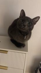Lost Female Cat last seen Roundthorn/Maltby Road, Baguely, Wythenshawe, Wythenshawe, England M23 1EW