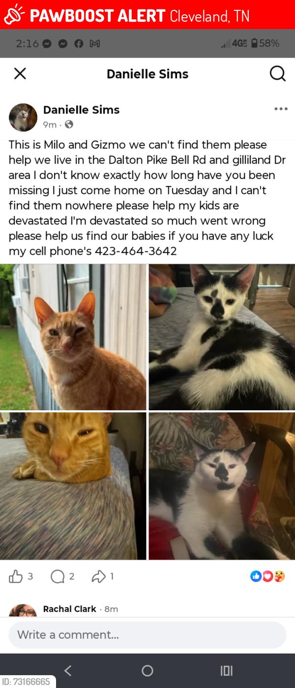 Lost Male Cat last seen Dalton Pike /farris/ oulet, Cleveland, TN 37323