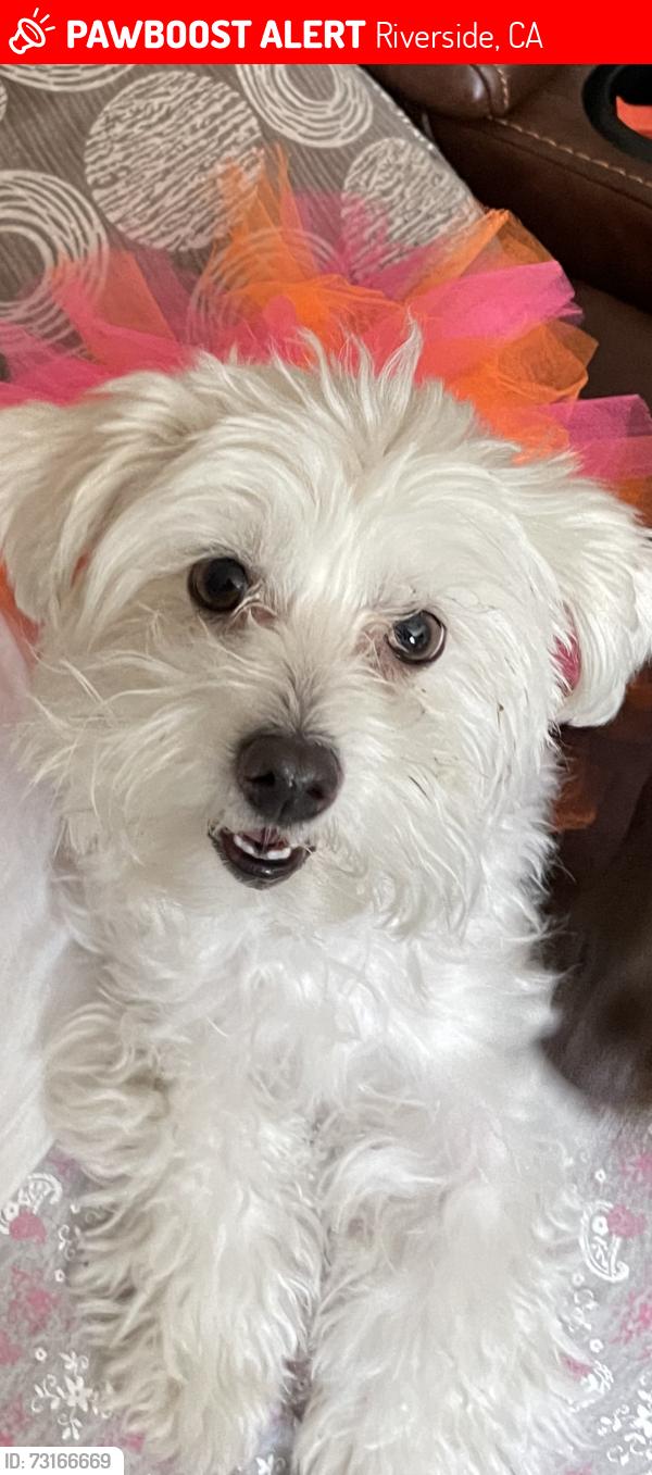Lost Female Dog last seen Harrison Park, Riverside, CA 92503