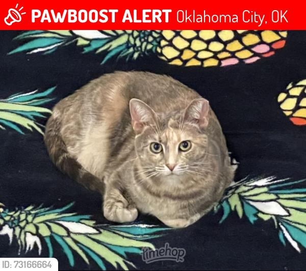 Lost Female Cat last seen NE 14th St and Stiles (near OU Medical Center), Oklahoma City, OK 73104