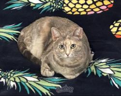 Lost Female Cat last seen NE 14th St and Stiles (near OU Medical Center), Oklahoma City, OK 73104