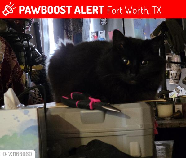 Lost Female Cat last seen Horne and Camp Bowie, Fort Worth, TX 76107