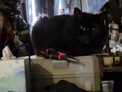Lost Female Cat last seen Horne and Camp Bowie, Fort Worth, TX 76107