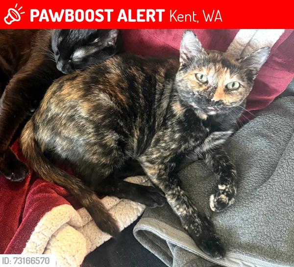 Lost Female Cat last seen Near 109th Ln SE Kent, WA 98031, Kent, WA 98031