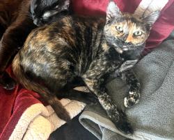 Lost Female Cat last seen Near 109th Ln SE Kent, WA 98031, Kent, WA 98031