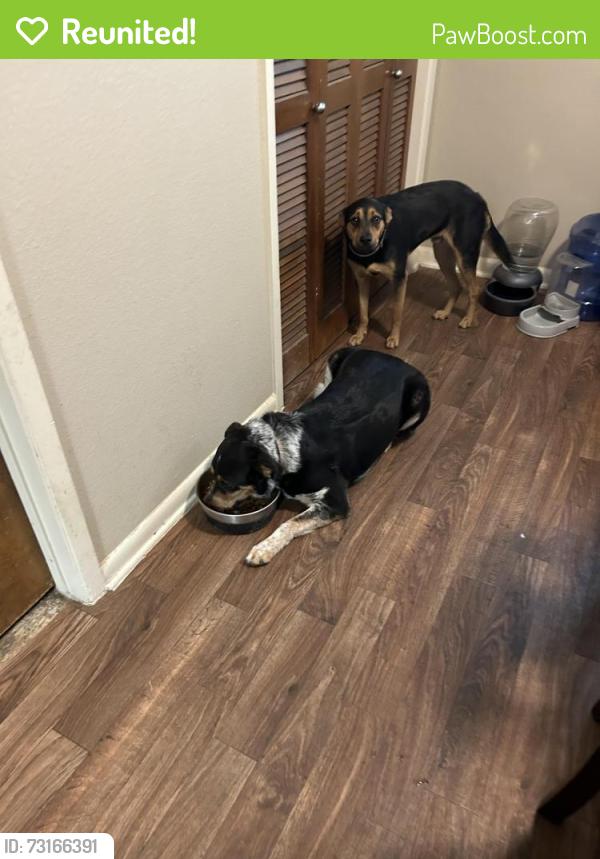 Reunited Male Dog last seen Day Drive., Fort Worth, TX 76132