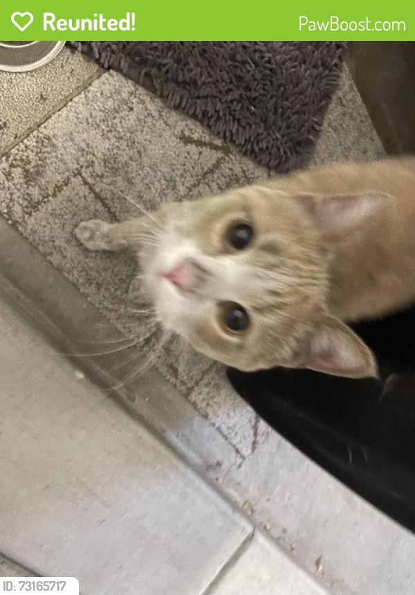 Reunited Unknown Cat last seen Sara & Meadowlark, Rio Rancho, NM 87124