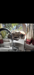 Lost Male Cat last seen Envoy Ave and hillside st, Corona, CA 92881