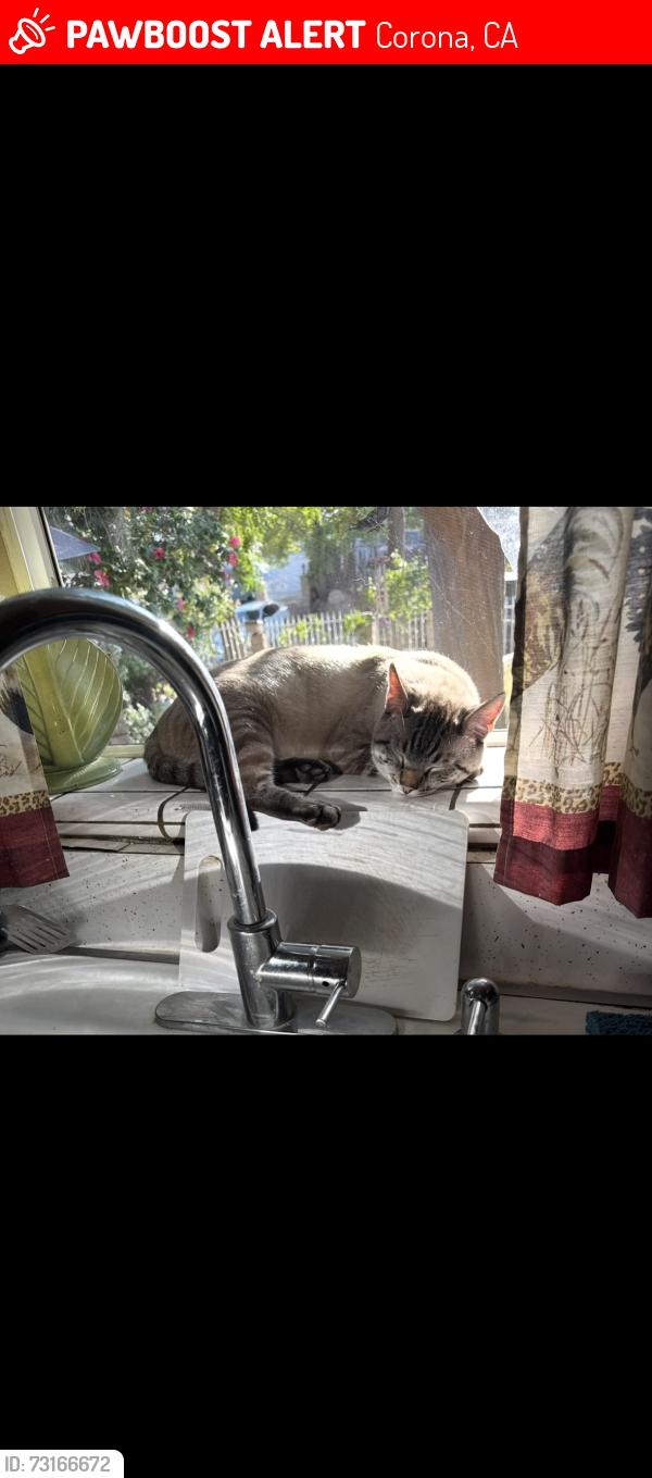 Lost Male Cat last seen Envoy Ave and hillside st, Corona, CA 92881