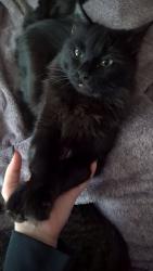 Reunited Male Cat last seen Brogan Dr and Maple Grove, Boise, ID 83709