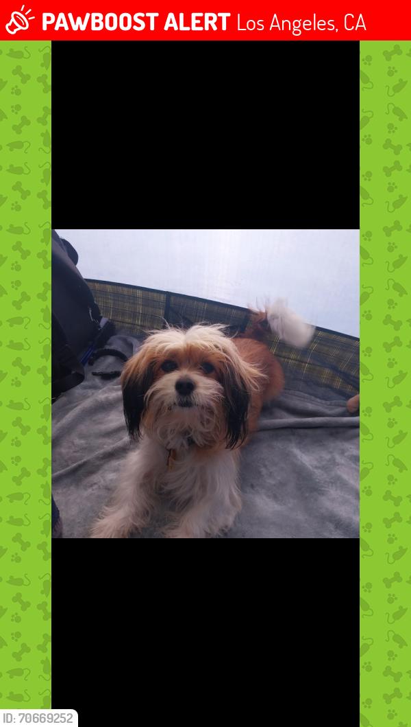 Lost Female Dog last seen Metro blue line, Los Angeles, CA 91406