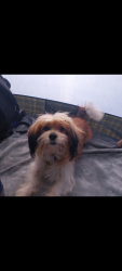Lost Female Dog last seen Metro blue line, Los Angeles, CA 91406