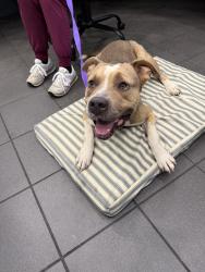 Found/Stray Male Dog last seen Riverbark Veterinary hosp Spring Lake NC, Spring Lake, NC 28310