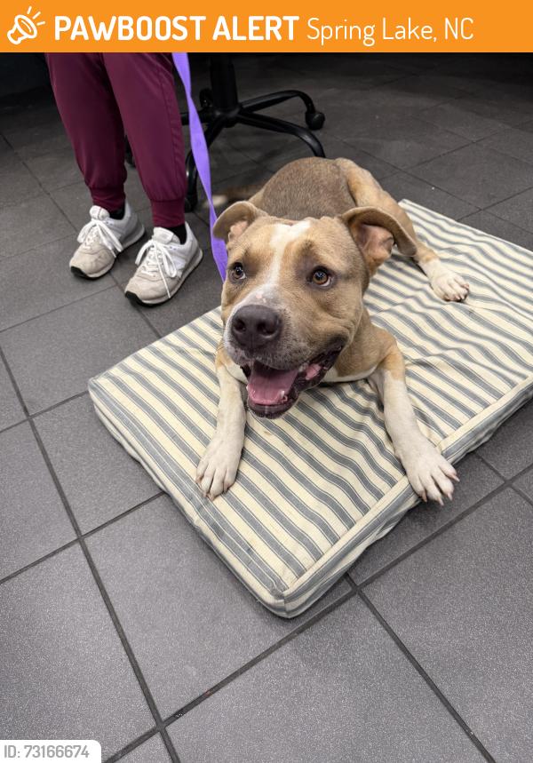 Found/Stray Male Dog last seen Riverbark Veterinary hosp Spring Lake NC, Spring Lake, NC 28310