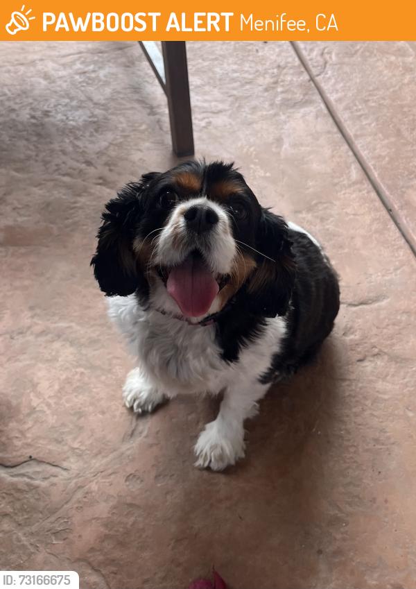 Found/Stray Female Dog last seen Rouge Lane, Menifee, CA 92584