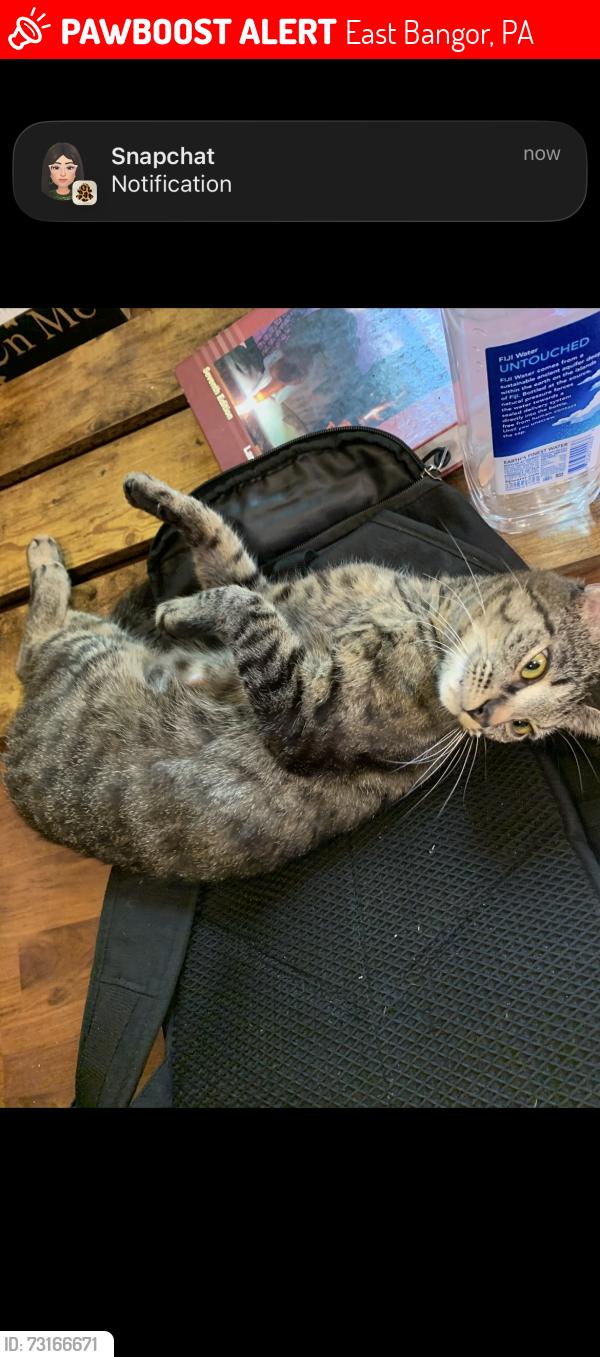 Lost Female Cat last seen Trolly shops, East Bangor, PA 18013