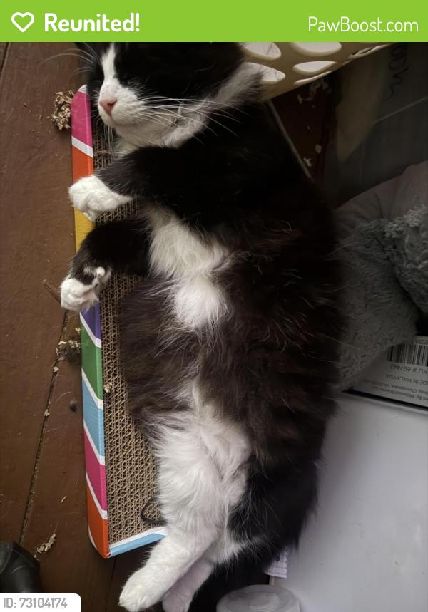 Reunited Male Cat last seen Aragon Street Dave Lyle Blvd, Rock Hill, SC 29730