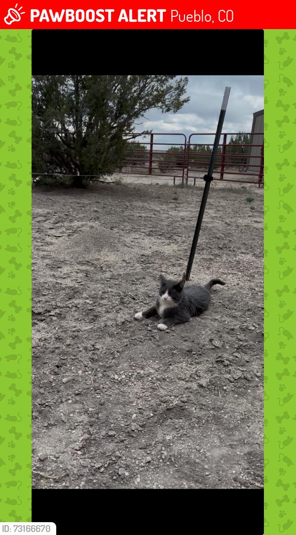 Lost Male Cat last seen Near Eagle Ranch Road, Pueblo CO 81004 Little Burnt Mill Road and Burnt Mill meet, Pueblo, CO 81004