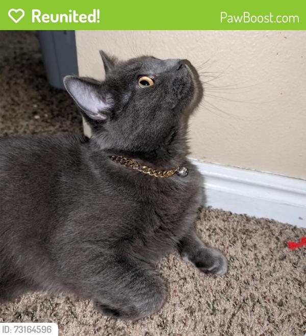 Reunited Male Cat last seen Near BYU, Provo, UT 84606