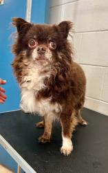 Found/Stray Male Dog last seen Winifred and Winslow, Saint Paul, MN 55107