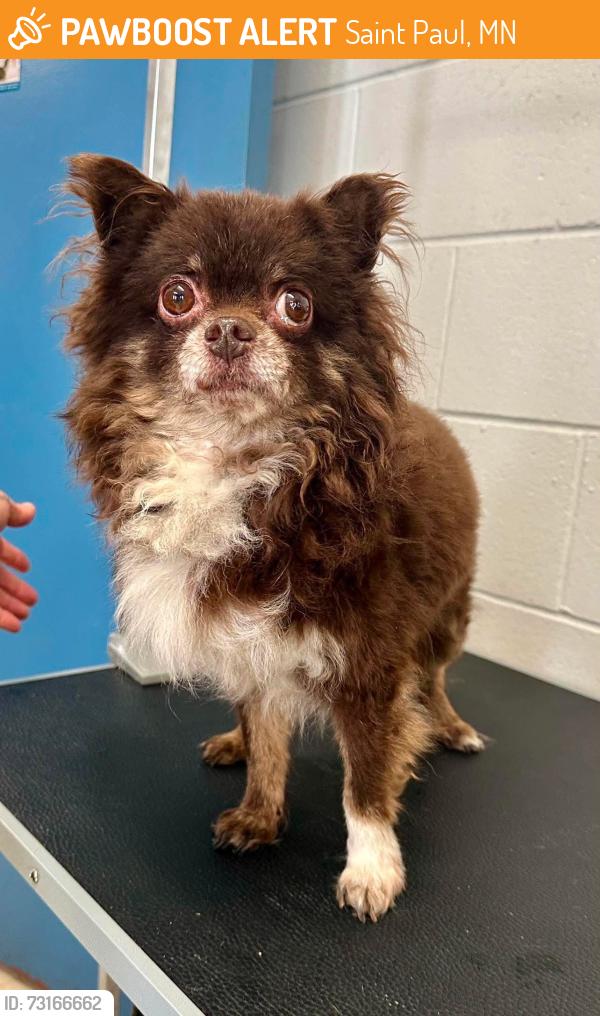 Found/Stray Male Dog last seen Winifred and Winslow, Saint Paul, MN 55107