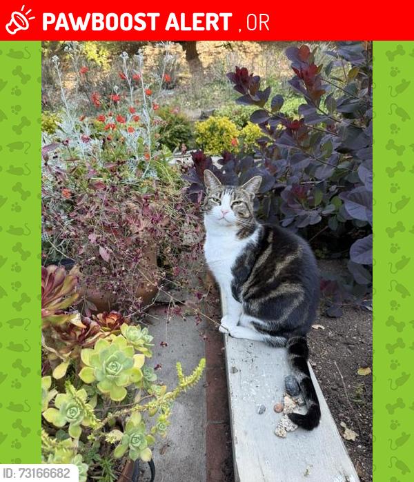 Lost Male Cat last seen Regent St between Stuart & Oregon, Berkeley, CA 94704