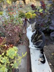 Lost Male Cat last seen Regent St between Stuart & Oregon, Berkeley, CA 94704