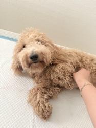 Lost Female Dog last seen Los Valles st, Gadsden, AZ 85336