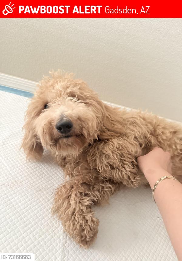 Lost Female Dog last seen Los Valles st, Gadsden, AZ 85336