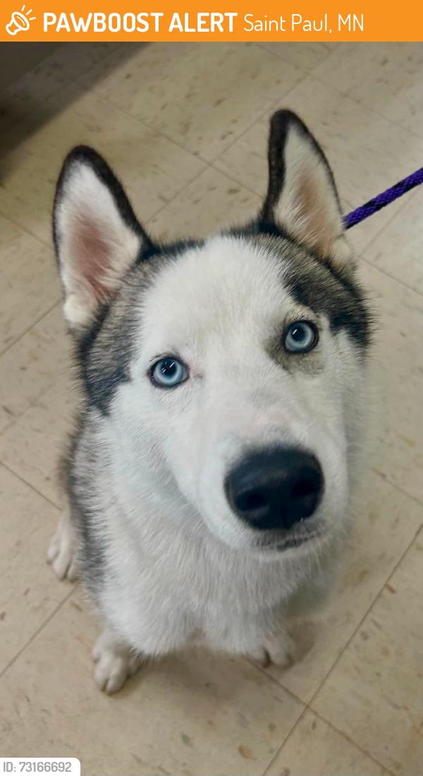Found/Stray Male Dog last seen Thomas and Hamline, Saint Paul, MN 55104