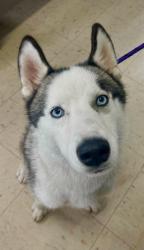 Found/Stray Male Dog last seen Thomas and Hamline, Saint Paul, MN 55104