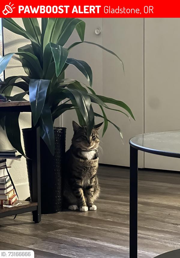 Lost Male Cat last seen Hereford gladstone, Gladstone, OR 97027