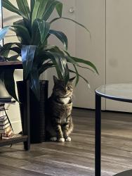 Lost Male Cat last seen Hereford gladstone, Gladstone, OR 97027