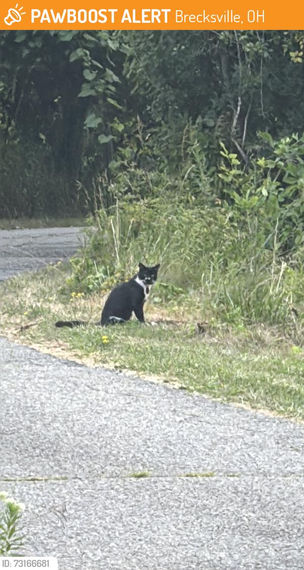 Found/Stray Unknown Cat last seen Near I-77 and Grand Bay, Brecksville, OH 44141