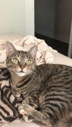 Lost Female Cat last seen Blaine Lane and University Ave, Lafayette, LA 70507
