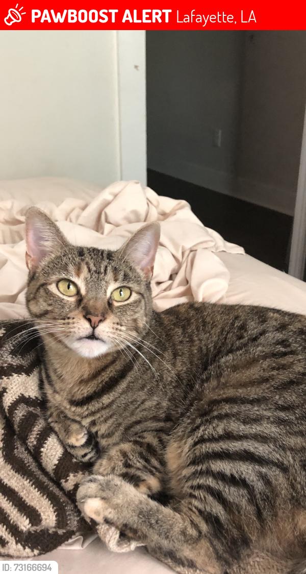 Lost Female Cat last seen Blaine Lane and University Ave, Lafayette, LA 70507