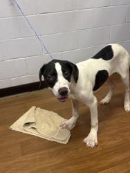 Shelter Stray Male Dog last seen GREENWELLSPRINGS RD/WASHINGTON AVE, 70806, LA, 2550 Gourrier Ave, Baton Rouge, LA 70820, USA