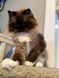 Lost Female Cat last seen 298th Street, Federal Way, WA 98023