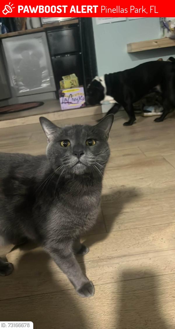 Lost Male Cat last seen 71st Street N and 62nd Ave N Pinellas Park, fl, Pinellas Park, FL 33781