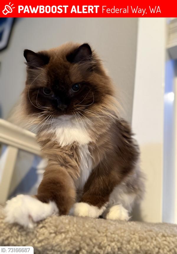 Lost Female Cat last seen 298th Street, Federal Way, WA 98023