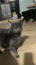 Lost Male Cat last seen 71st Street N and 62nd Ave N Pinellas Park, fl, Pinellas Park, FL 33781