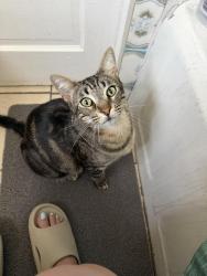 Lost Female Cat last seen Summer field boba in Rosemead, Rosemead, CA 91770