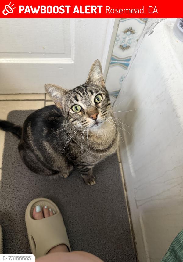 Lost Female Cat last seen Summer field boba in Rosemead, Rosemead, CA 91770