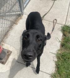Shelter Stray Female Dog last seen W Railroad St, Dover, NC, 1639 Old Airport Rd, New Bern, NC 28562, USA