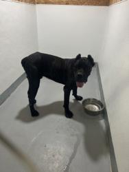Shelter Stray Male Dog last seen Near gumm- ECV, EDGECLIFF VILLAGE, TX, 3961 Bluebell Dr, Everman, TX 76140, USA