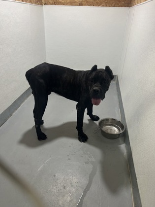 Shelter Stray Male Dog last seen Near gumm- ECV, EDGECLIFF VILLAGE, TX, 3961 Bluebell Dr, Everman, TX 76140, USA