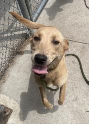 Shelter Stray Female Dog last seen W Railroad St, Dover, NC, 1639 Old Airport Rd, New Bern, NC 28562, USA
